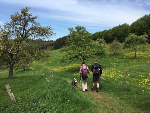 Csm maarblick wanderpaar rund um die maare mit hund sommerwiese b1b00ffe7d