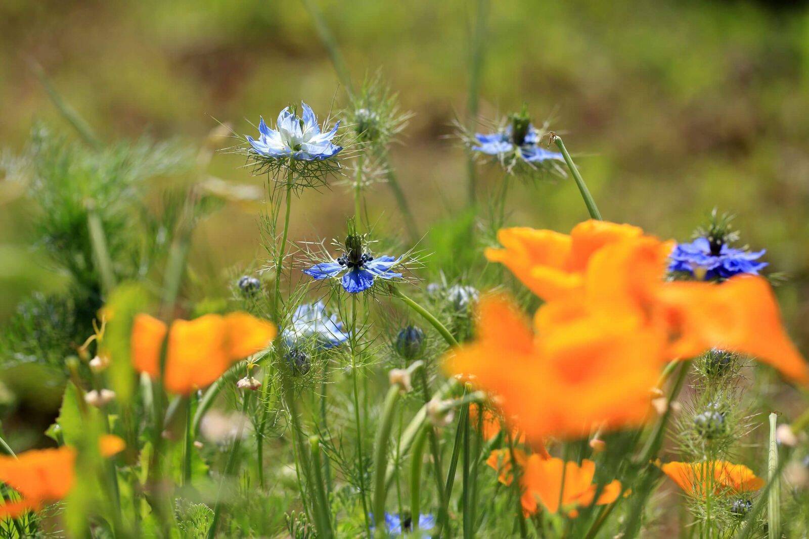 Csm 0 klostermuehle landidyll hotel muenchweiler sommerwiese mit orangefarbenem mohn und kornblumen a8c4459638