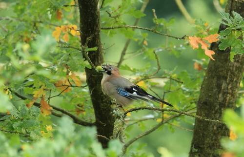Csm landidyll landhaus liesetal hallenberg liesen sauerland natur pur direkt vor der hoteltuer singvogel im baum 26f71edba4