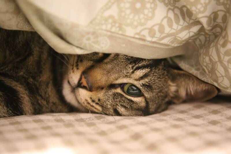 cat, feline, bed, pet, nature, animal, domestic cat, domestic animal