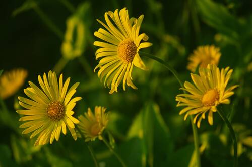flowers, chamomile, summer, flower background, nature, nature, nature, nature, beautiful flowers, flower wallpaper, nature, nature