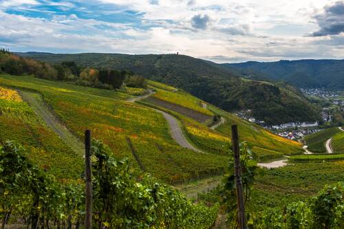viticulture, grapevines, vineyard, wine, wine growing, vines, vine leaves, agriculture, rural, multicoloured, fall, highlands, ahr valley, rhineland-palatinate, germany