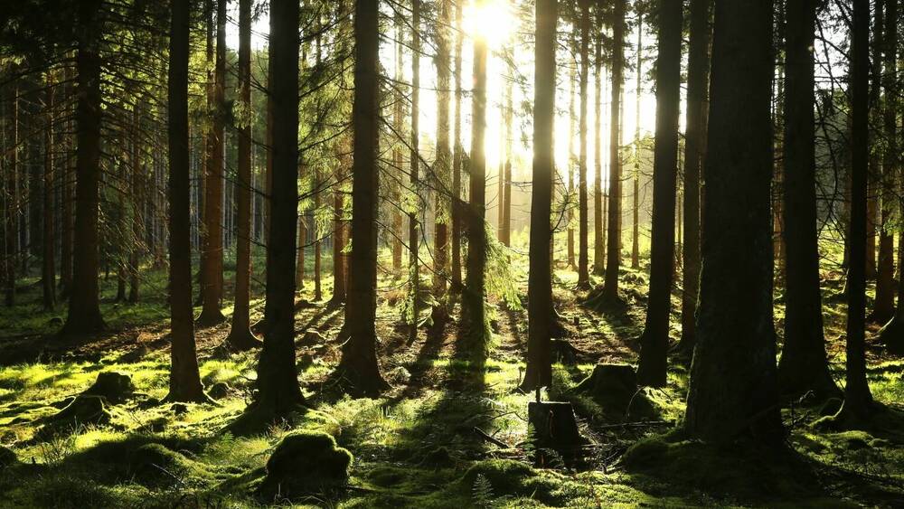 Auf in die Natur
