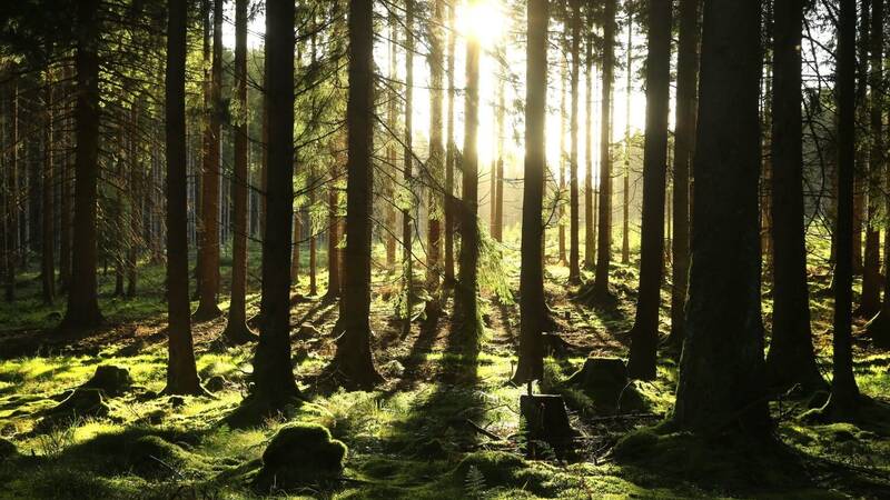 Csm landidyll landhaus liesetal hallenberg liesen sauerland mitten in der natur der wald ist zum greifen nah 0f29d4b322
