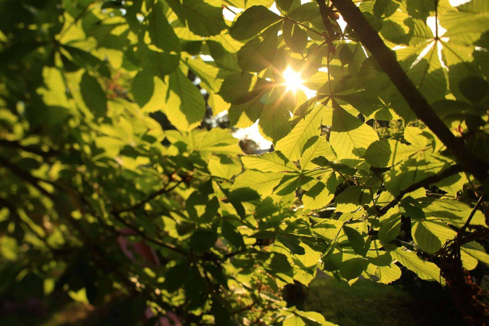 Csm erbgericht hotelgarten sonne scheint durch kastanienlaub 6b8efedc08