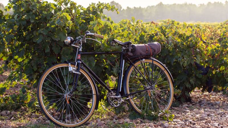 Csm AdobeStock 242295855 rad weinberge fb6b04636a
