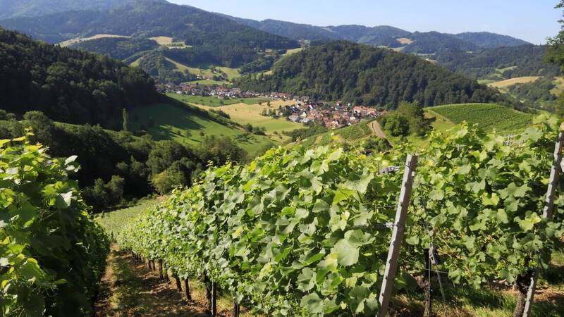 Csm landidyll hotel zum kreuz glottertal steilste weinberge in deutschland 5c7eaa7f69