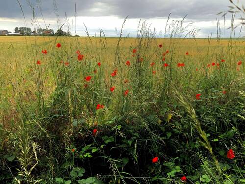 media/dbe8ef37-66b9-472e-aa53-92003231dffa.jpg?w=1500